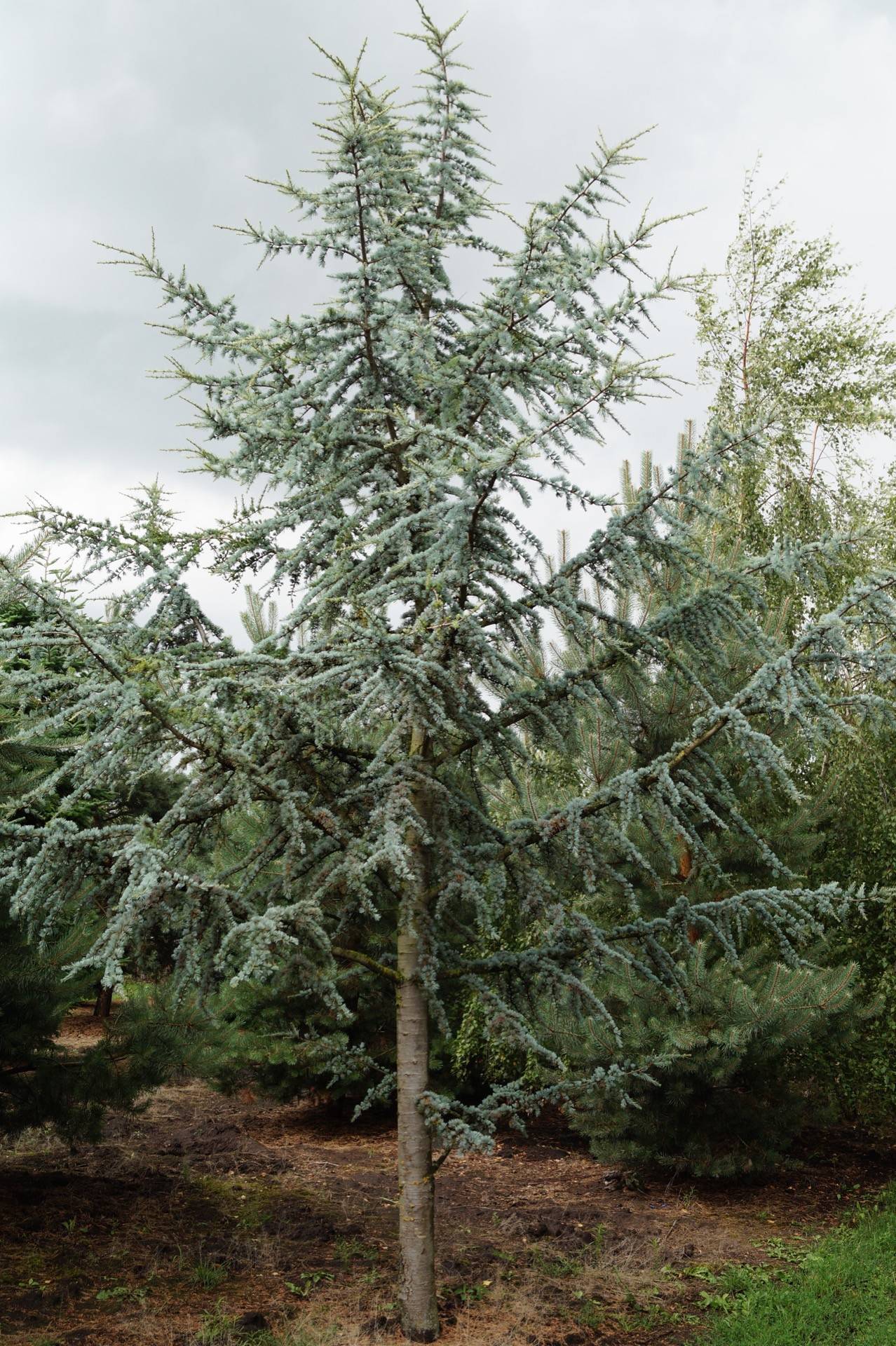 Cedrus libani 'Glauca'
